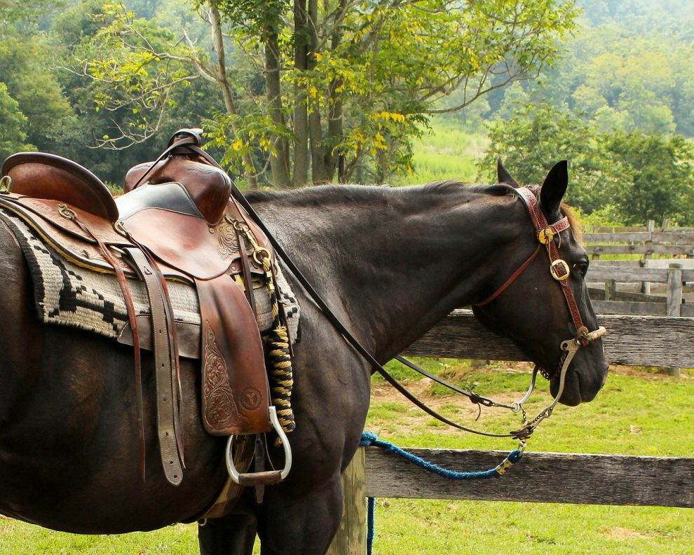 5 powodów, dlaczego warto jeździć konno