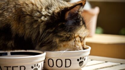 Wysokiej jakości karma dla kota - jak wybrać